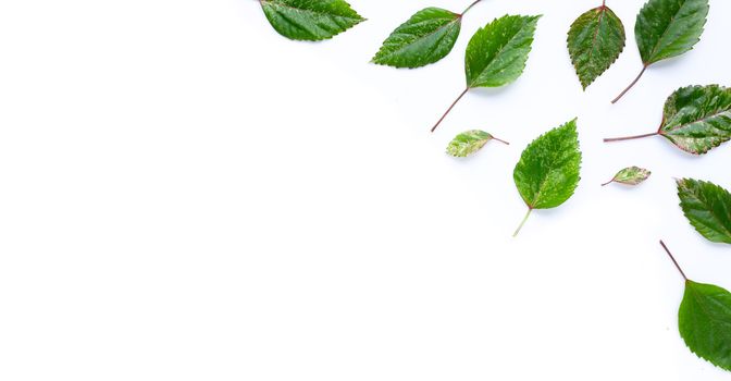 Hibiscus flower leaves on white background. Copy space