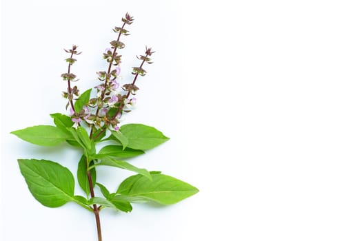 Sweet Basil leaves with flower on white background. Copy space