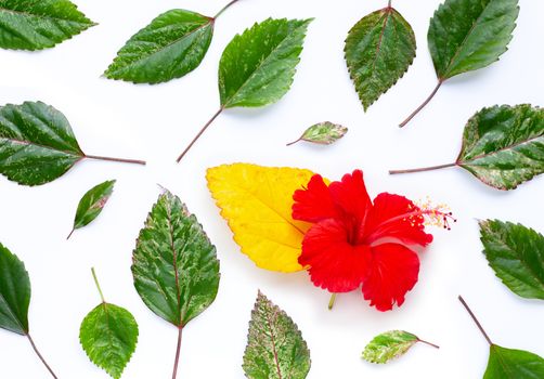 Hibiscus flower with leaves on white background. Copy space