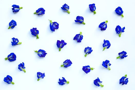 Blue butterfly pea flower blooming, on white background.