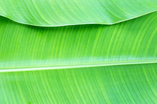Tropical banana leaf background, banana green leaf texture