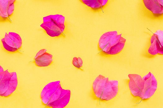 Beautiful red bougainvillea flower on yellow background. Top view