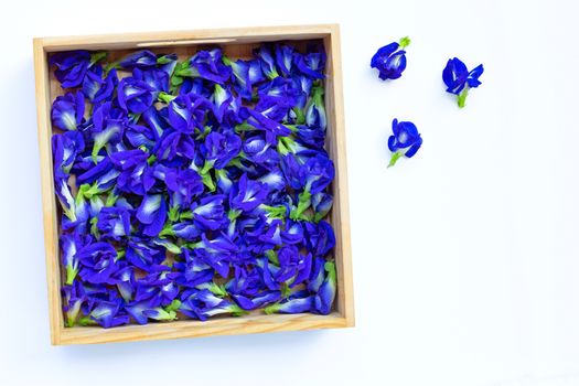 Blue butterfly pea flower blooming, on white background.