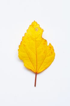 Yellow leaf of  hibiscus flower on white background. 