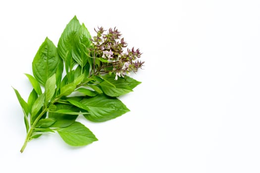 Sweet Basil leaves with flower on white background.