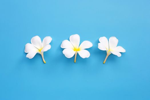 Plumeria or frangipani flower on blue background. Top view