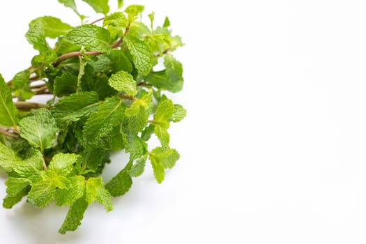 Fresh  mint leaves on white background. Copy space