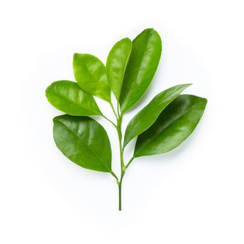 Citrus leaves isolated on white background.