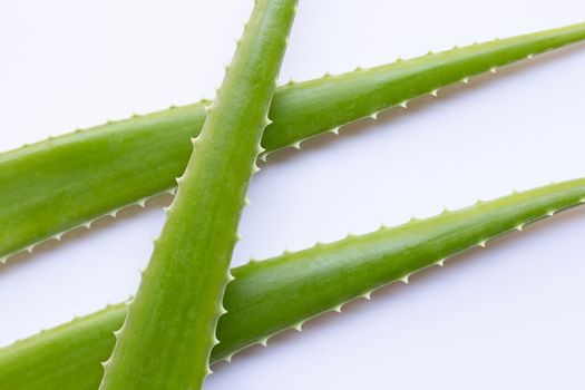 Aloe vera fresh leaves on white background.