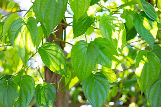 Green betel leaf, Fresh piper betle