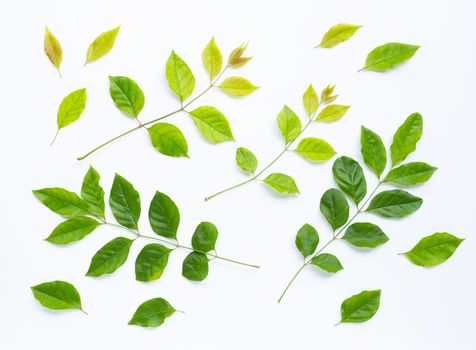 Green leaves  on white background. Top view