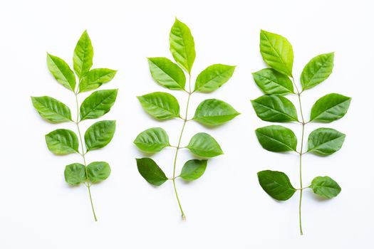 Green leaves  on white background. Top view