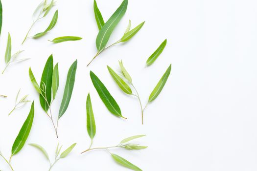 Eucalyptus leaves on white background. Copy space