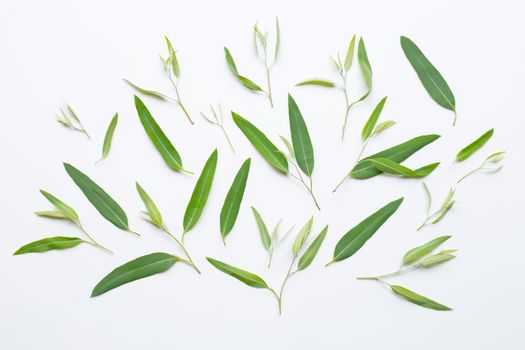 Eucalyptus leaves on white background.