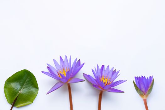 Purple lotus flower blooming on white background. Copy space