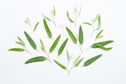 Eucalyptus leaves on white background.