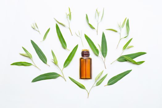 Eucalyptus essential oil bottle with  leaves on white background.