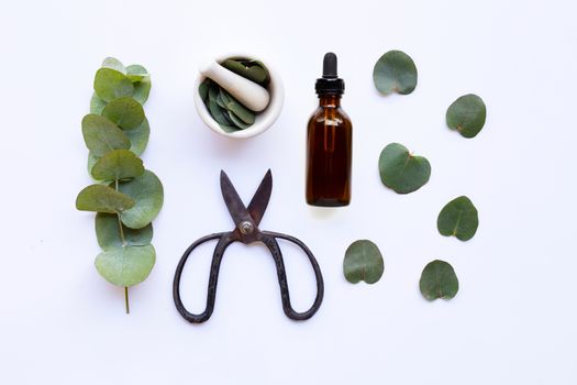 Eucalyptus essential oil on white background.