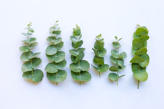 Eucalyptus essential oil on white background.