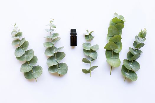Eucalyptus essential oil on white background.