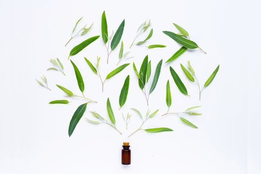 Eucalyptus essential oil bottle with  leaves on white background.