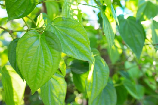 Green betel leaf, Fresh piper betle