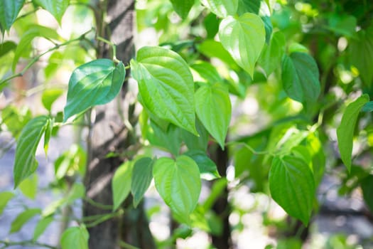 Green betel leaf, Fresh piper betle