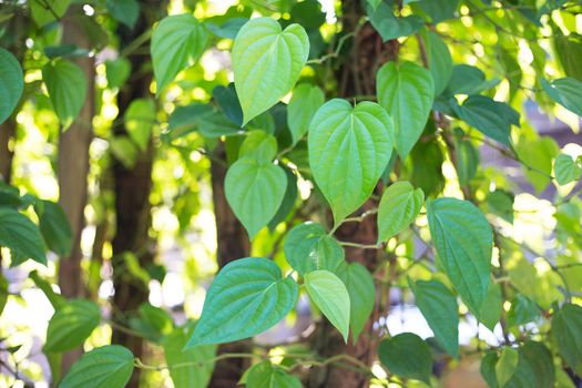 Green betel leaf, Fresh piper betle