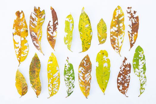 Dry Leaves with holes, eaten by pests on white background