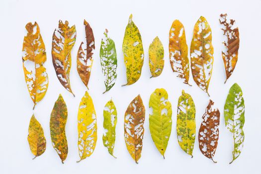 Dry Leaves with holes, eaten by pests on white background