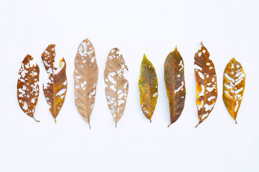 Dry Leaves with holes, eaten by pests on white background