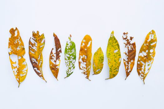Dry Leaves with holes, eaten by pests on white background