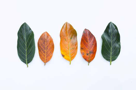 Jackfruit leaves  on white background