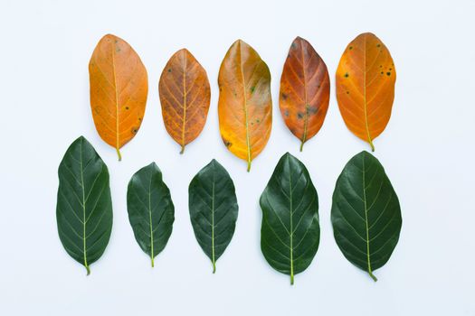 Jackfruit leaves  on white background