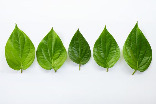 Green betel leaves, Fresh piper betle on white background.