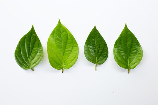 Green betel leaves, Fresh piper betle on white background.