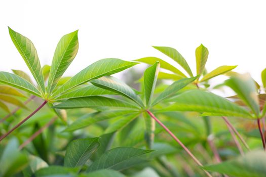 Tapioca or Cassava field,  Tropical food plant

