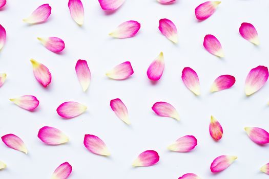 Lotus petals on white background.