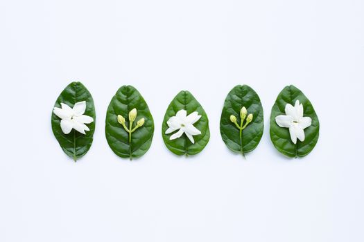 Jasmine flower with leaves on whitebackground.