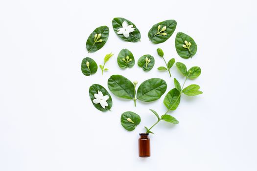 Bottle of essential oil with jasmine flower and leaves on white background.