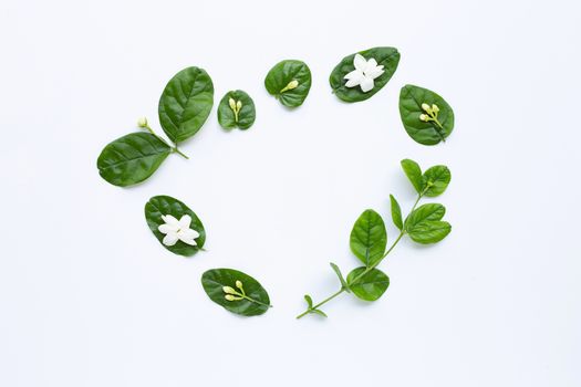 Jasmine flower with leaves on white background.