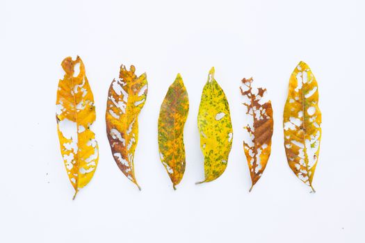 Dry Leaves with holes, eaten by pests on white background