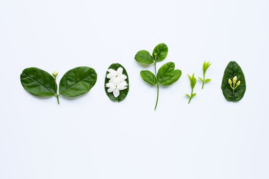 Jasmine flower and leaves on white background.