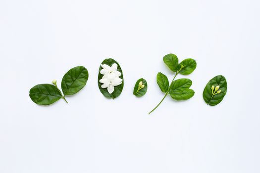 Jasmine flower with leaves on white background.