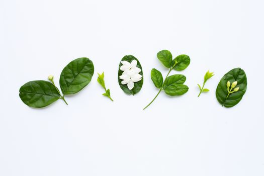 Jasmine flower with leaves on white background.