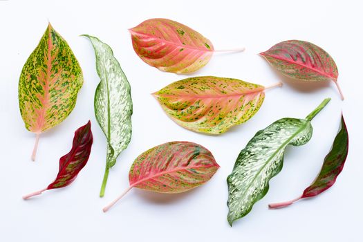 Colorful Aglaonema leaves Isolated on white background