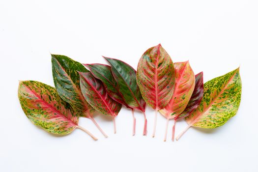 Colorful Aglaonema leaves Isolated on white background