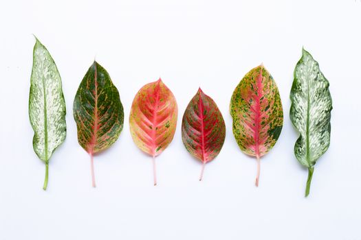 Colorful Aglaonema leaves Isolated on white background