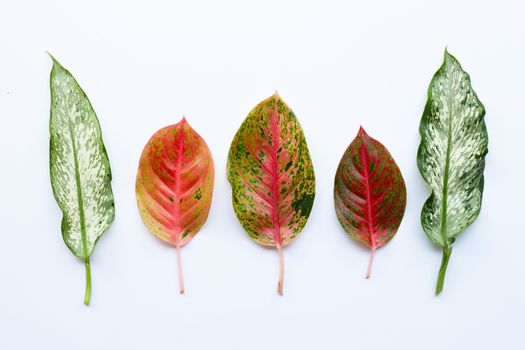 Colorful Aglaonema leaves Isolated on white background