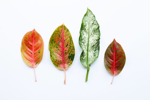 Colorful Aglaonema leaves Isolated on white background